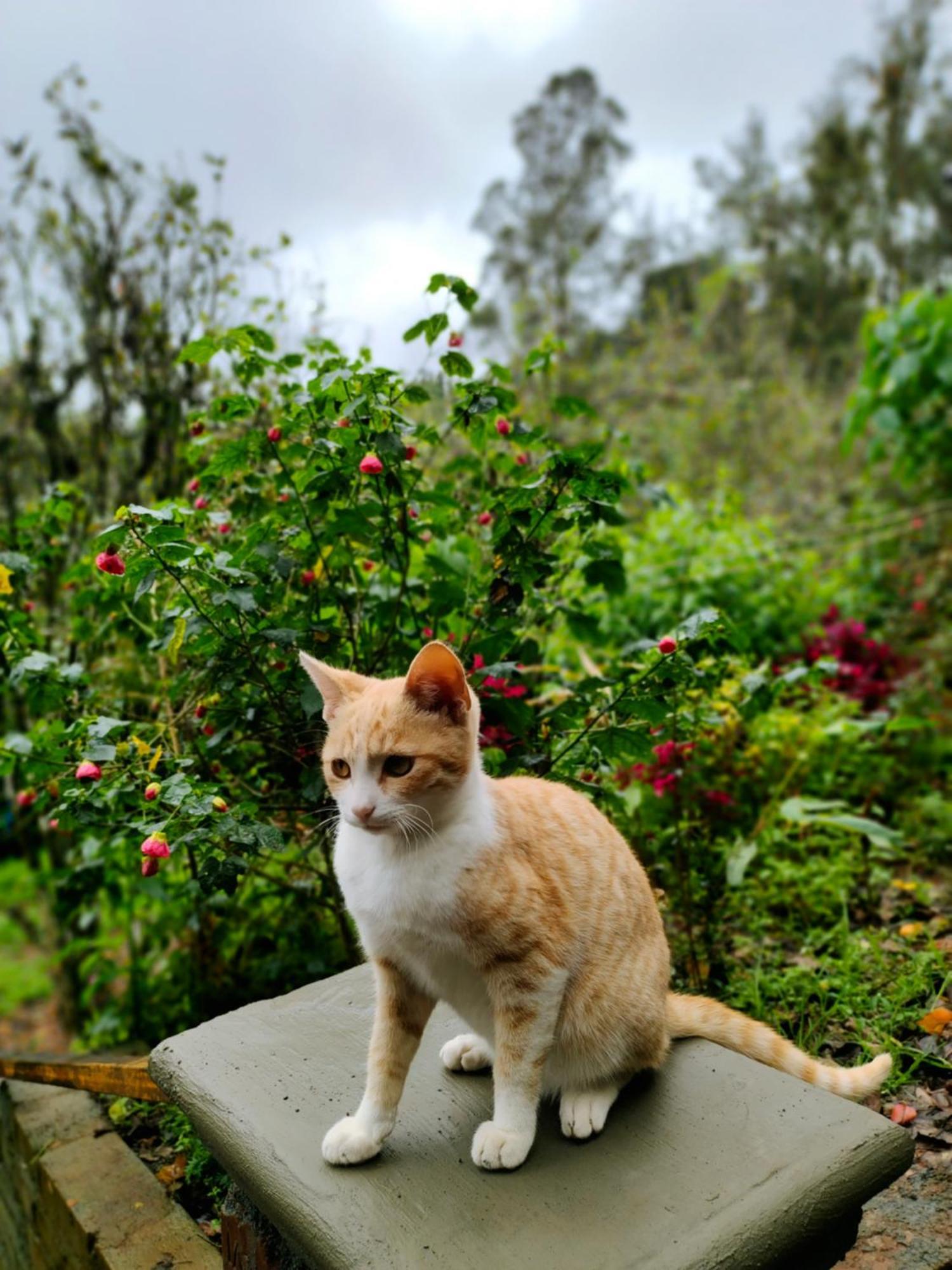 Pear Tree Entire 2Bhk Villa Kotagiri Kültér fotó